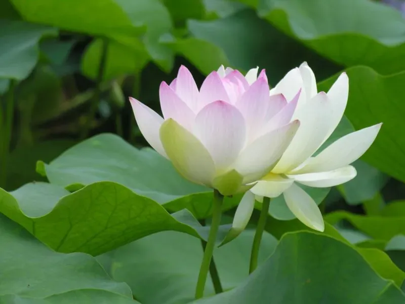 Avatar đen trắng nữ thể hiện sự mạnh mẽ và cá tính Avatar đen trắng nữ thể hiện sự mạnh mẽ và cá tính
