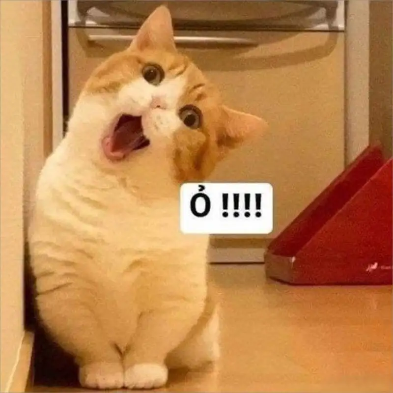 Meme gấu trúc bựa weibo cho những ai yêu thích sự hài hước Meme gấu trúc bựa weibo cho những ai yêu thích sự hài hước
