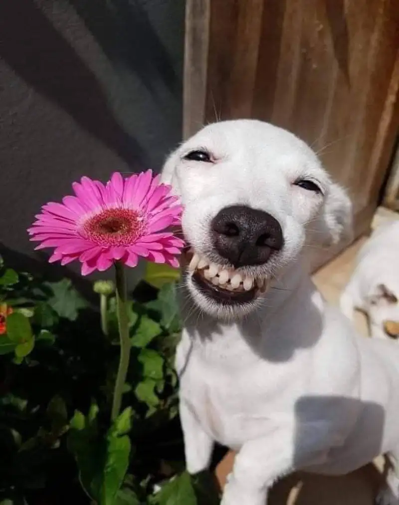Meo bựa meme mèo mang lại tiếng cười cho mọi người Meo bựa meme mèo mang lại tiếng cười cho mọi người