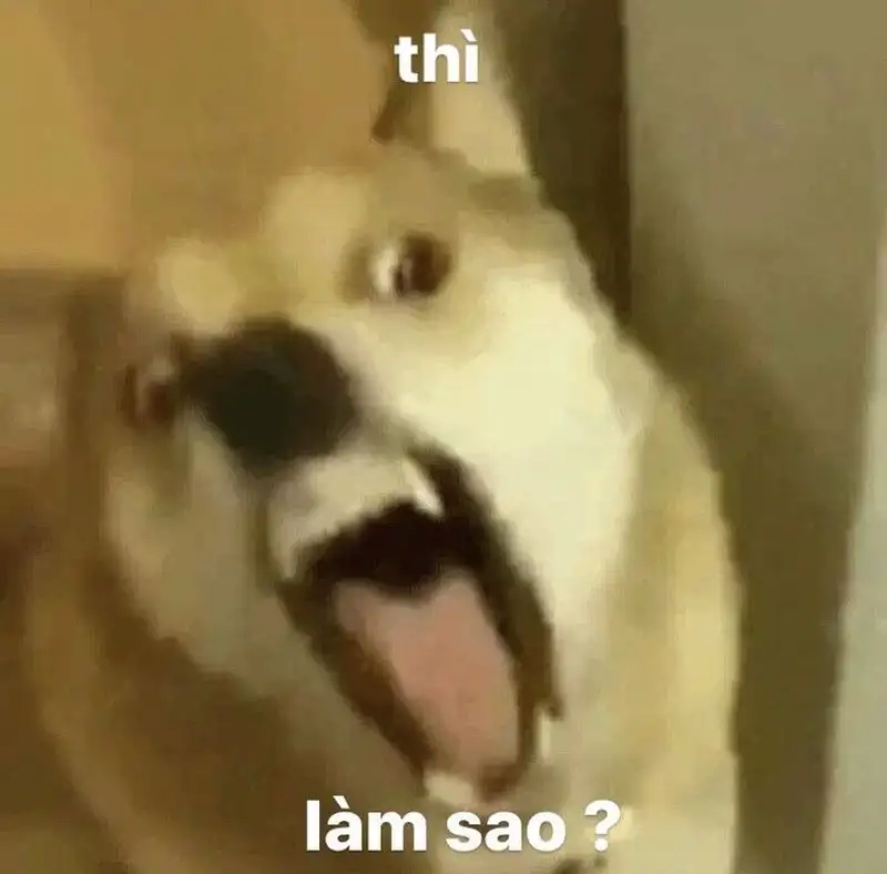 Meme bựa ảnh mèo hài hước khiến bạn không thể quên Meme bựa ảnh mèo hài hước khiến bạn không thể quên