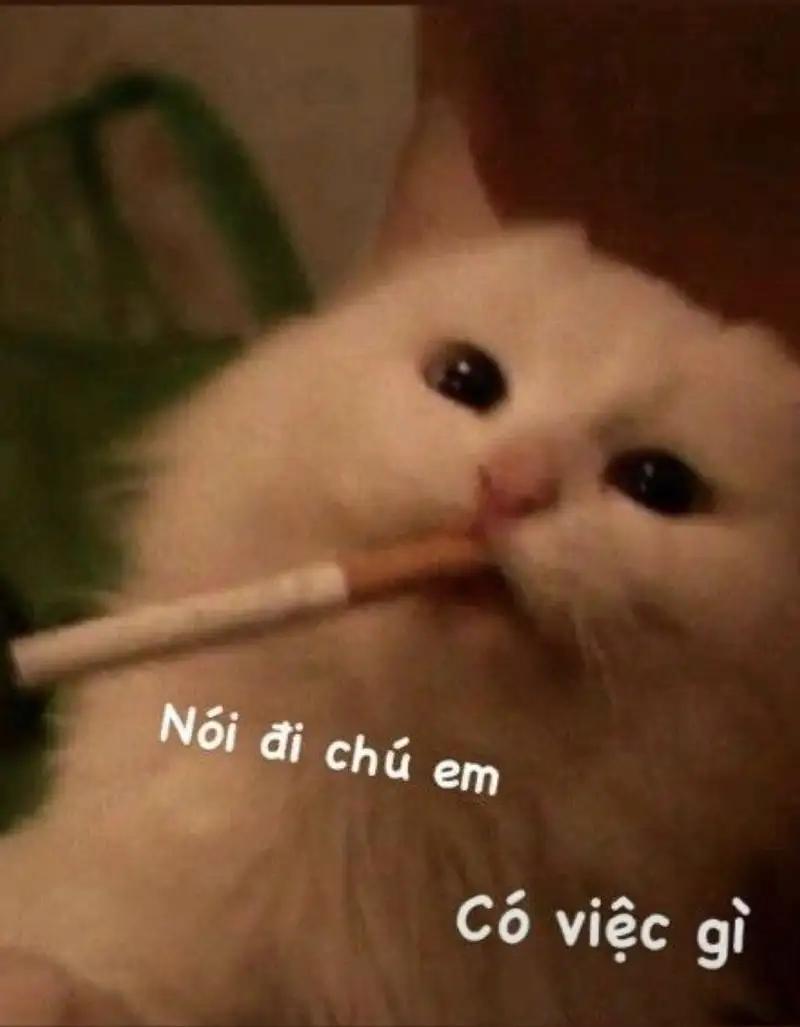 Chế bựa chế bựa hình ảnh meme khiến bạn không thể quên Chế bựa chế bựa hình ảnh meme khiến bạn không thể quên
