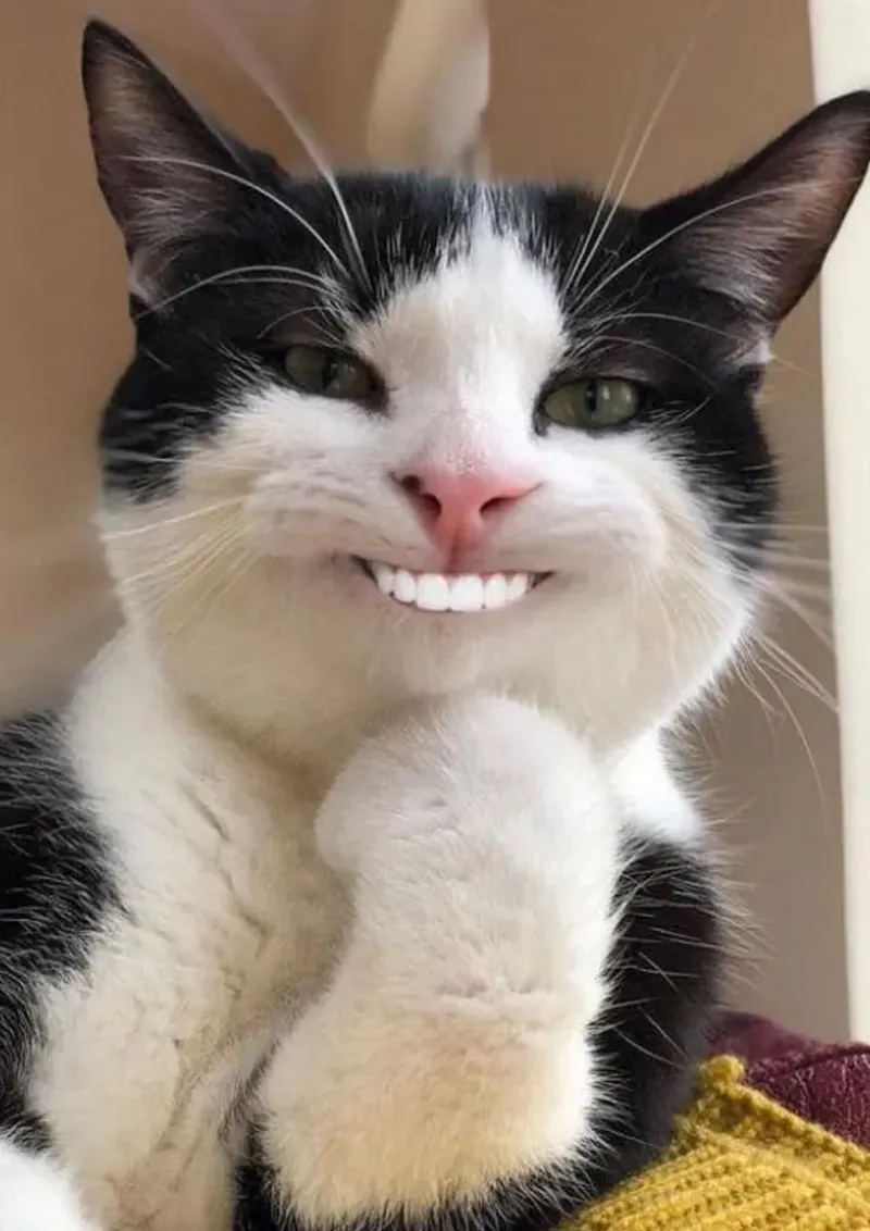 Avatar chó vô tri cute giúp bạn thể hiện tình yêu với thú cưng Avatar chó vô tri cute giúp bạn thể hiện tình yêu với thú cưng