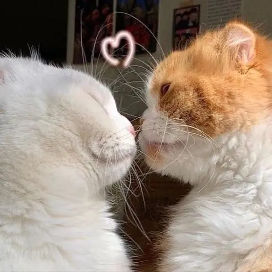 Meme hôn ngọt ngào khiến trái tim bạn rung động Meme hôn ngọt ngào khiến trái tim bạn rung động