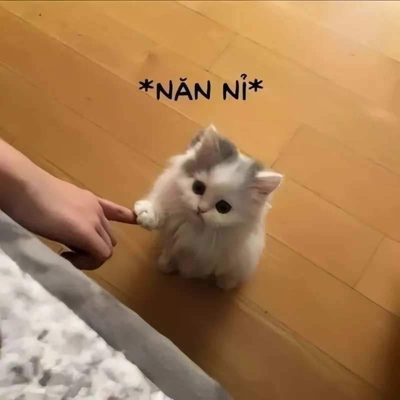 Chia sẻ đơn xin lỗi meme để thể hiện sự chân thành và dễ thương Chia sẻ đơn xin lỗi meme để thể hiện sự chân thành và dễ thương