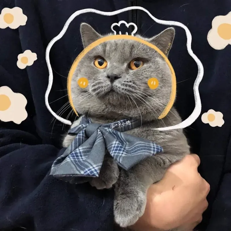 Avatar mèo dễ thương giúp bạn nổi bật trên mạng xã hội Avatar mèo dễ thương giúp bạn nổi bật trên mạng xã hội