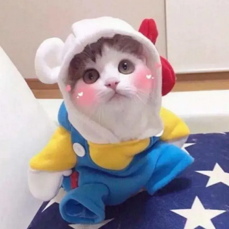 Tải ngay avatar mèo đáng yêu tạo điểm nhấn cho hồ sơ Tải ngay avatar mèo đáng yêu tạo điểm nhấn cho hồ sơ