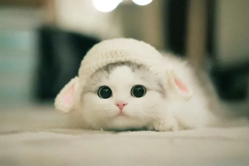 Avatar cute nam buồn phù hợp tâm trạng sâu lắng Avatar cute nam buồn phù hợp tâm trạng sâu lắng