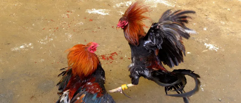 Những thuật ngữ phổ biến trong đá gà trực tuyến