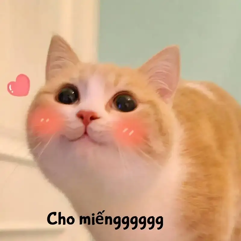 Những meme cute siêu dễ thương bạn không thể bỏ lỡ