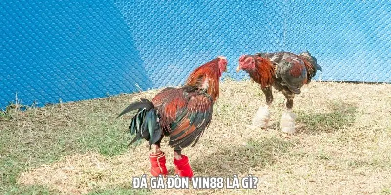 Đá gà đòn Vin88 là một loại hình giải trí quen thuộc với nhiều người Đá gà đòn Vin88 là một loại hình giải trí quen thuộc với nhiều người
