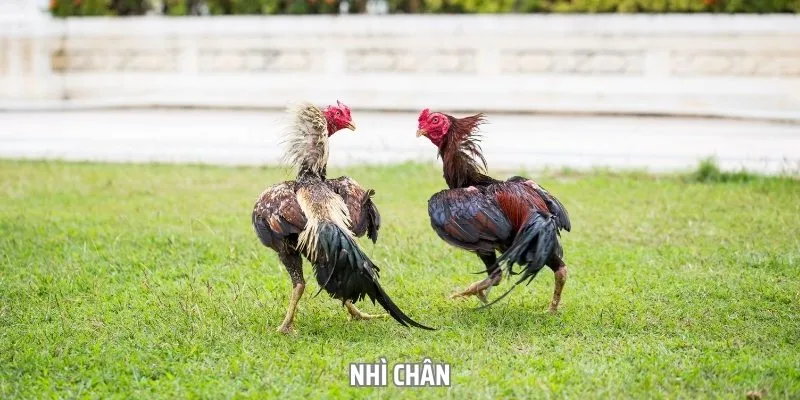 Chân chiến kê trong các trận đấu đá gà đòn Vin88 đóng vai trò quan trọng Chân chiến kê trong các trận đấu đá gà đòn Vin88 đóng vai trò quan trọng