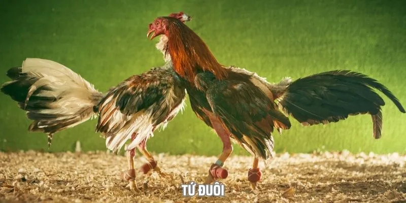 Đuôi gà cũng là bộ môn quan trọng của một thần kê Đuôi gà cũng là bộ môn quan trọng của một thần kê