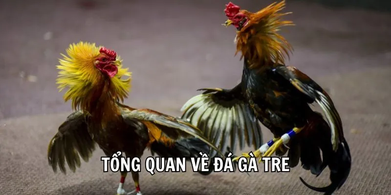 Tổng quan về đá gà tre