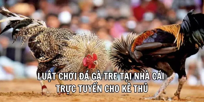 Luật chơi đá gà tre tại nhà cái trực tuyến cho kê thủ