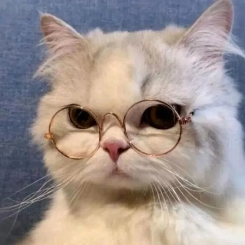 Hình avatar cute mèo tạo cảm giác vui tươi và ngộ nghĩnh Hình avatar cute mèo tạo cảm giác vui tươi và ngộ nghĩnh
