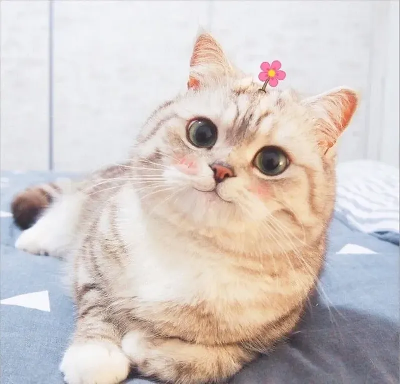 Avatar em bé cute mang đến sự dễ thương và thu hút Avatar em bé cute mang đến sự dễ thương và thu hút