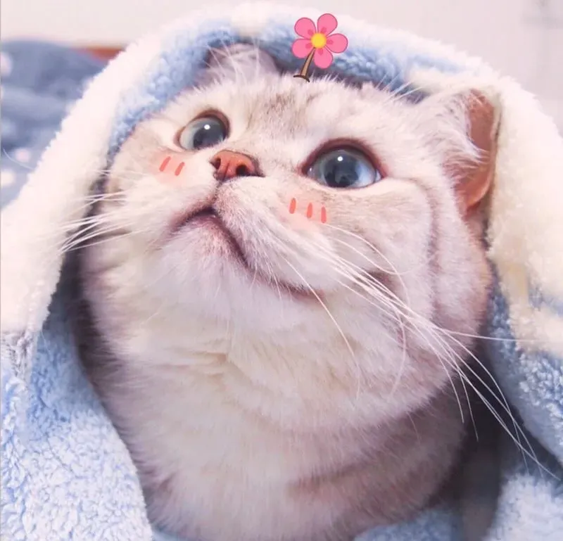 Hình ảnh avatar cute giúp bạn nổi bật với sự đáng yêu Hình ảnh avatar cute giúp bạn nổi bật với sự đáng yêu