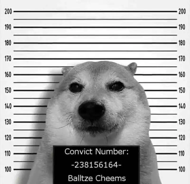 Hình shiba meme đáng yêu và siêu hài hước, sẽ khiến bạn phải cười Hình shiba meme đáng yêu và siêu hài hước, sẽ khiến bạn phải cười