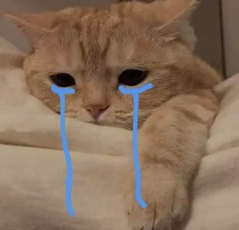Meme mèo khóc khiến bạn cảm thấy đồng cảm Meme mèo khóc khiến bạn cảm thấy đồng cảm