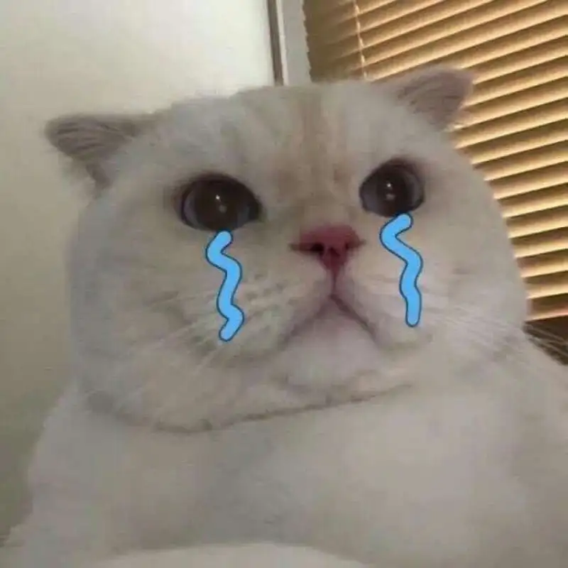 Meme mèo khóc mang lại tiếng cười cho mọi người Meme mèo khóc mang lại tiếng cười cho mọi người