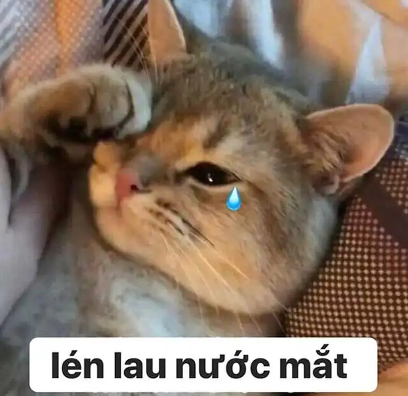 Meme ếch khóc thật hài hước và dễ thương Meme ếch khóc thật hài hước và dễ thương