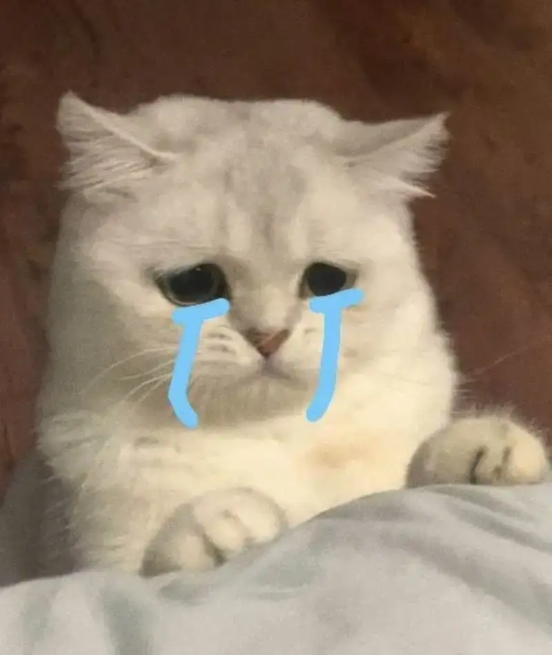 Meme mèo khóc thể hiện cảm xúc chân thật Meme mèo khóc thể hiện cảm xúc chân thật