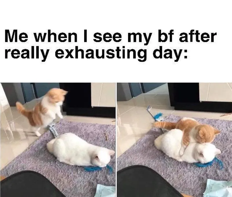 Meme mèo ôm nhau luôn tạo ra không khí vui tươi Meme mèo ôm nhau luôn tạo ra không khí vui tươi