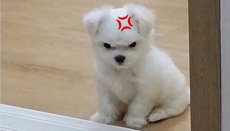 Mèo tức meme luôn tạo ra những khoảnh khắc đáng nhớ Mèo tức meme luôn tạo ra những khoảnh khắc đáng nhớ