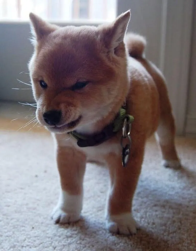 Meme chó tức giận luôn khiến người xem thích thú Meme chó tức giận luôn khiến người xem thích thú