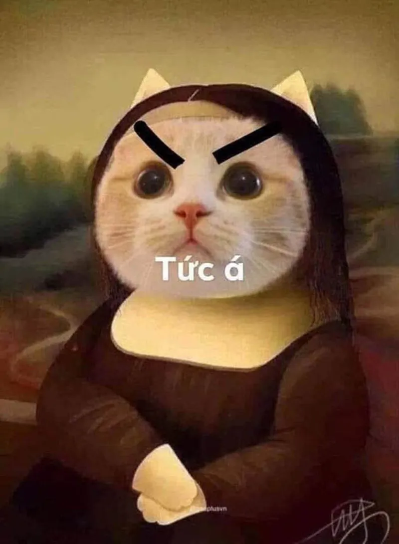 Meme tức giận mèo luôn khiến người xem cảm thấy vui vẻ Meme tức giận mèo luôn khiến người xem cảm thấy vui vẻ