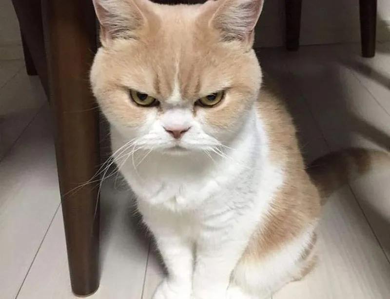 Meme em bé tức giận luôn khiến người xem thích thú Meme em bé tức giận luôn khiến người xem thích thú
