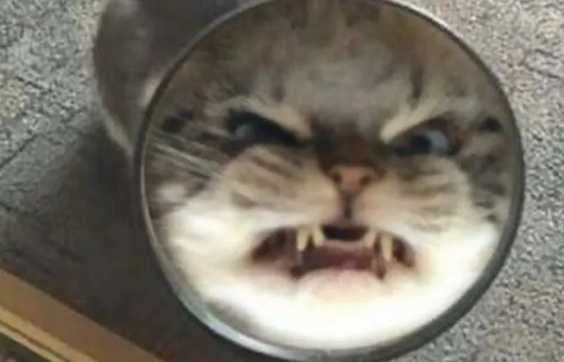 Meme trêu tức luôn tạo ra những tiếng cười sảng khoái Meme trêu tức luôn tạo ra những tiếng cười sảng khoái
