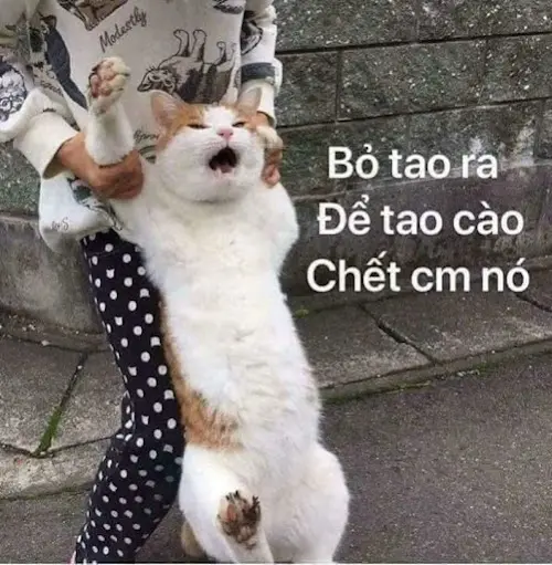 Tức hộc máu meme thể hiện sự bực bội một cách hài hước Tức hộc máu meme thể hiện sự bực bội một cách hài hước