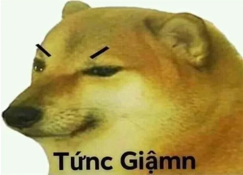 Tức giận ảnh meme dỗi mèo cute luôn tạo ra những khoảnh khắc vui vẻ Tức giận ảnh meme dỗi mèo cute luôn tạo ra những khoảnh khắc vui vẻ