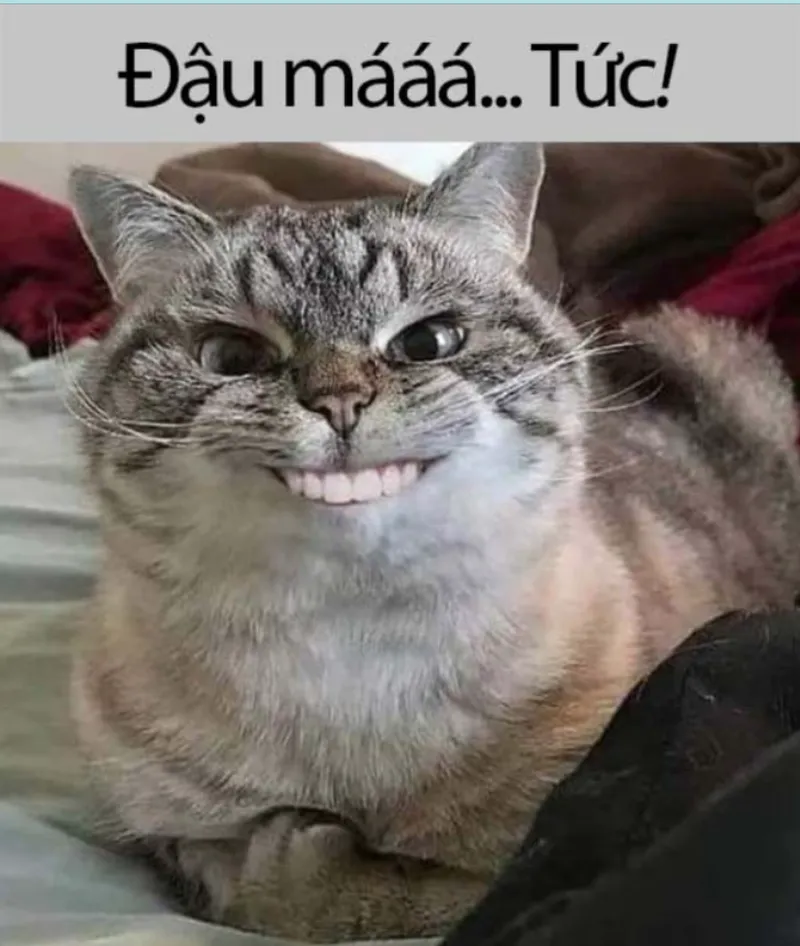 Meme chọc tức luôn khiến người xem cười không ngớt Meme chọc tức luôn khiến người xem cười không ngớt