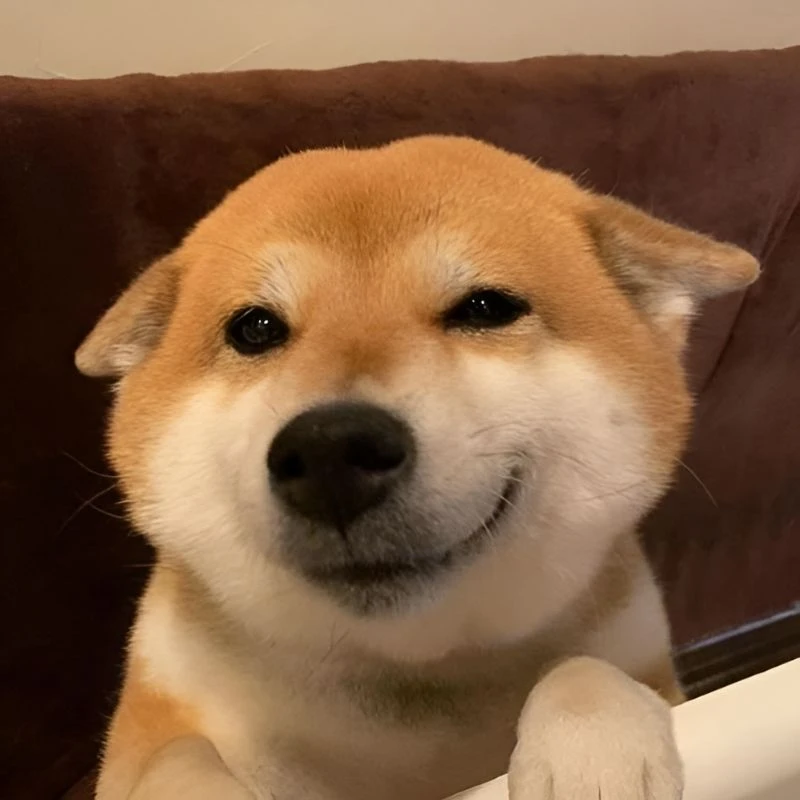 Ảnh mèo meme cười dễ thương cho những ai yêu thích Ảnh mèo meme cười dễ thương cho những ai yêu thích