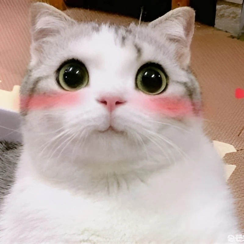 Meme chó cười nhe răng giúp bạn thể hiện sự hài hước Meme chó cười nhe răng giúp bạn thể hiện sự hài hước