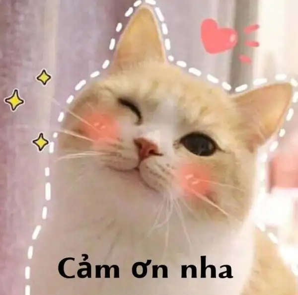 Xin cảm ơn meme giúp bạn thể hiện lòng biết ơn một cách hài hước Xin cảm ơn meme giúp bạn thể hiện lòng biết ơn một cách hài hước