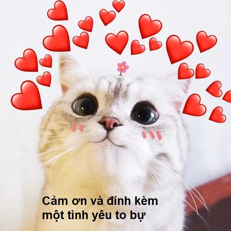 Thank meme mang lại tiếng cười cho mọi người Thank meme mang lại tiếng cười cho mọi người