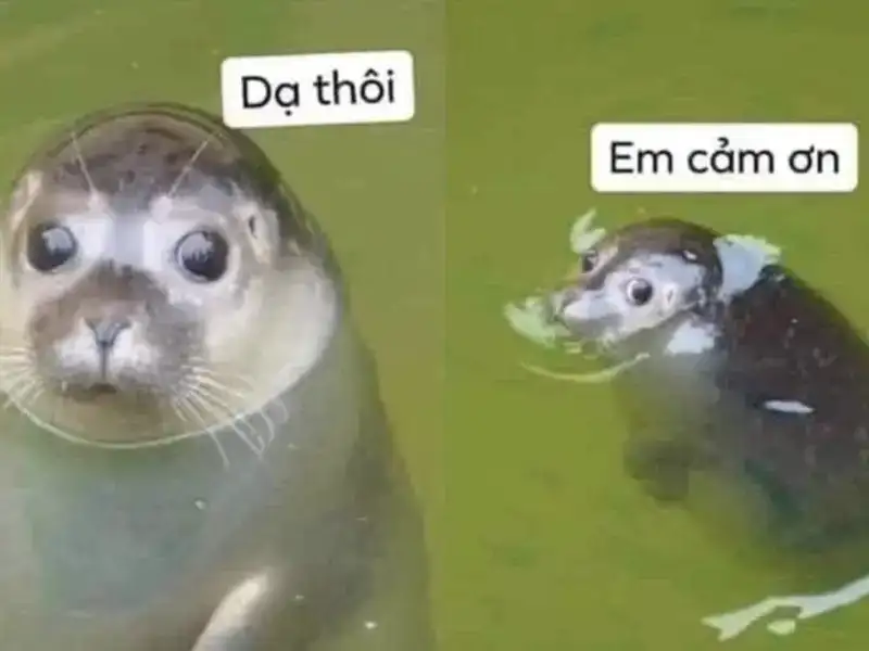 Meme cảm ơn đã xem dễ thương cho những ai yêu thích Meme cảm ơn đã xem dễ thương cho những ai yêu thích