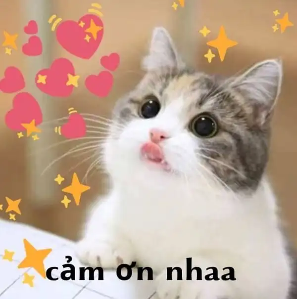 Cảm ơn thầy cô và các bạn đã lắng nghe meme giúp bạn thể hiện lòng biết ơn Cảm ơn thầy cô và các bạn đã lắng nghe meme giúp bạn thể hiện lòng biết ơn