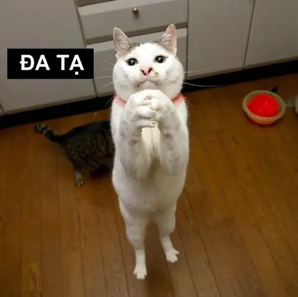 Cảm ơn cô và các bạn đã lắng nghe meme dễ thương Cảm ơn cô và các bạn đã lắng nghe meme dễ thương