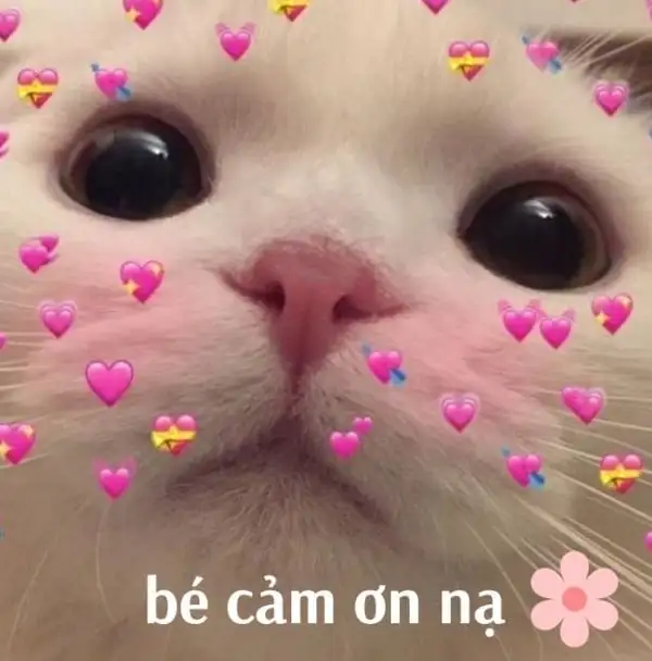 Cảm ơn các bạn đã lắng nghe meme mang lại tiếng cười cho mọi người Cảm ơn các bạn đã lắng nghe meme mang lại tiếng cười cho mọi người