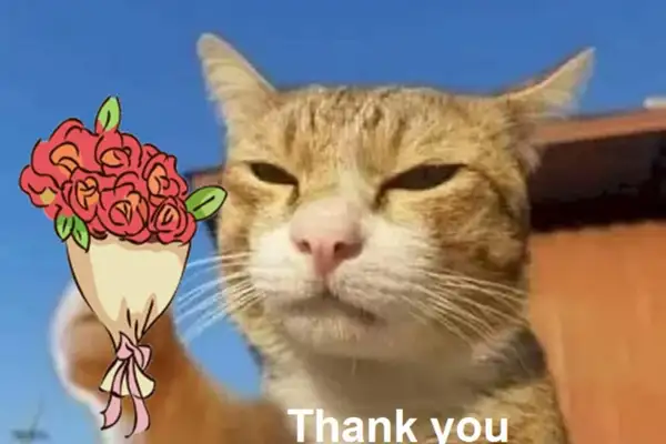 Cảm ơn vì đã lắng nghe meme giúp bạn thể hiện sự cảm kích Cảm ơn vì đã lắng nghe meme giúp bạn thể hiện sự cảm kích