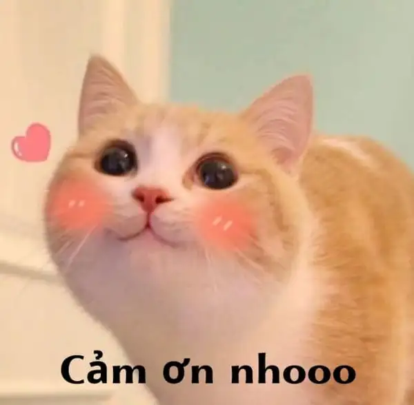 Meme cảm ơn hoa hồng mang lại niềm vui cho người nhận Meme cảm ơn hoa hồng mang lại niềm vui cho người nhận