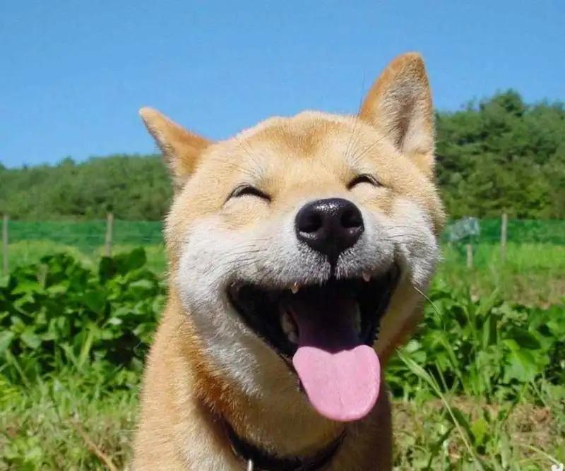 Chó shiba cheems dễ thương khiến bạn không thể nhịn cười Chó shiba cheems dễ thương khiến bạn không thể nhịn cười