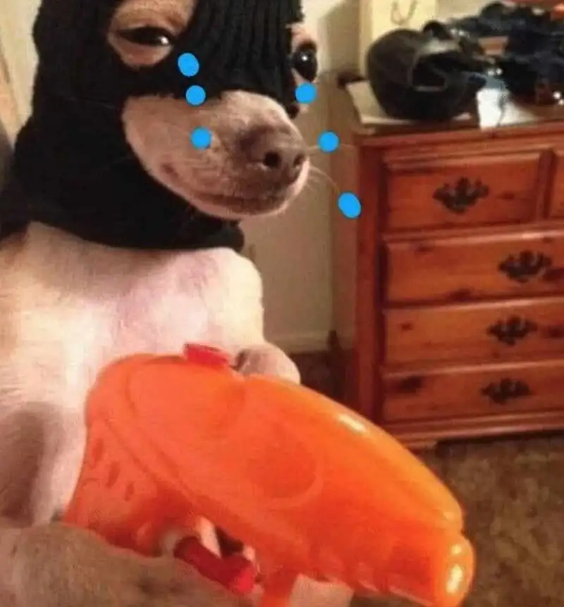 Chó meme hài giúp bạn thư giãn và cười thoải mái Chó meme hài giúp bạn thư giãn và cười thoải mái