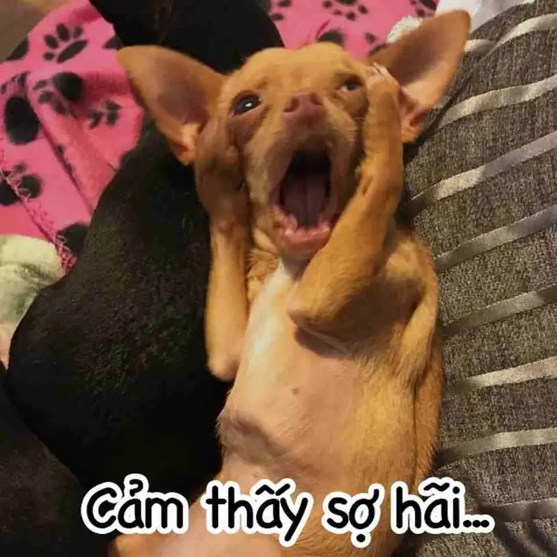 Hình chó cười dễ thương cho những ai yêu thích Hình chó cười dễ thương cho những ai yêu thích