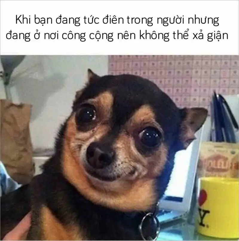 Hình chó mắc cười mang lại tiếng cười cho mọi người Hình chó mắc cười mang lại tiếng cười cho mọi người