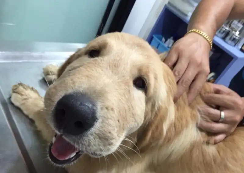Chó cute hoạt hình dễ thương cho những ai yêu thích Chó cute hoạt hình dễ thương cho những ai yêu thích